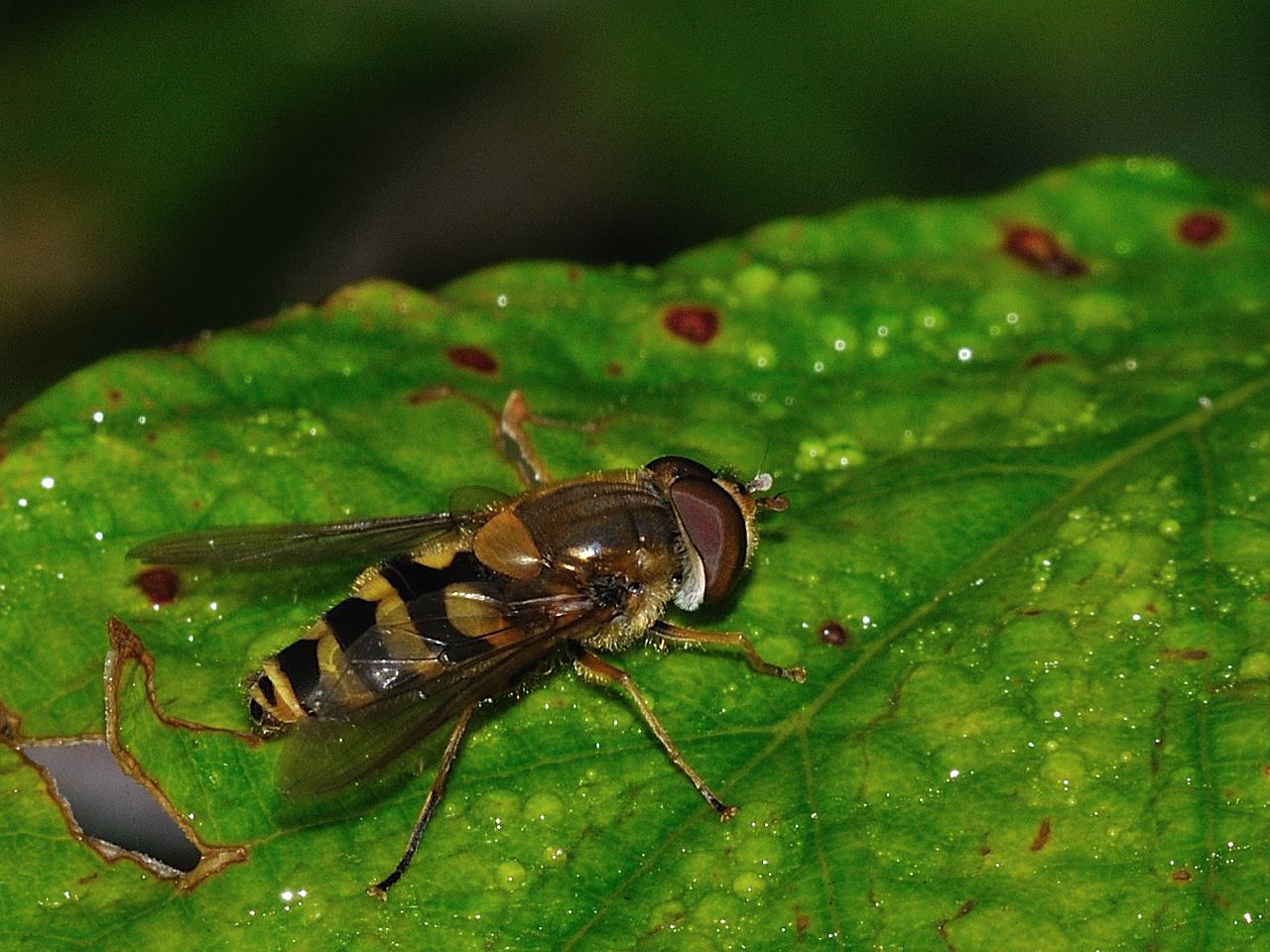 ID Diptera